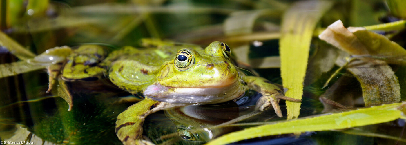 Frosch 