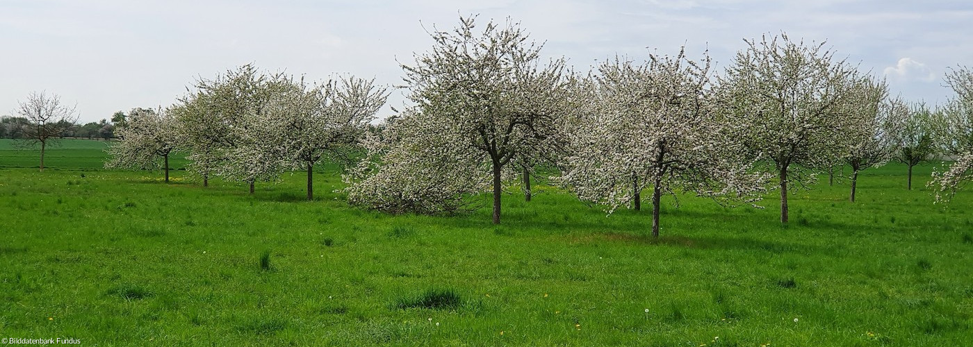 Wiese mit blühenden Bäumen