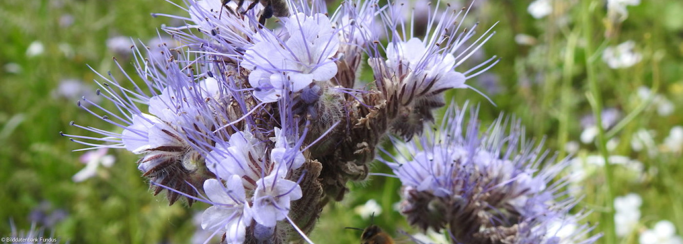 Biene auf blauer Blume 2