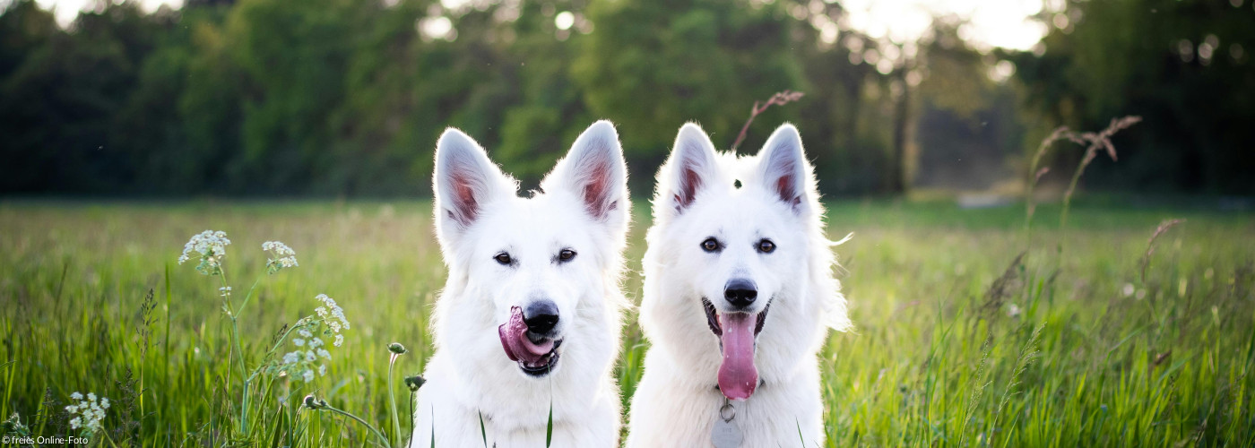 Zwei weiße Hunde sitzen im Gras