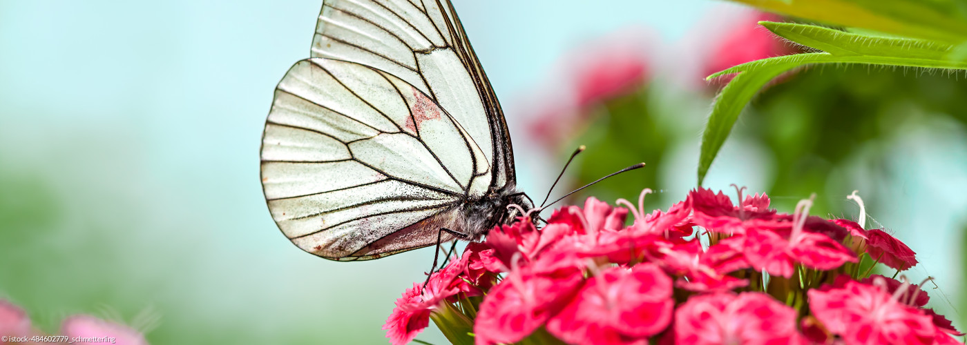 Weißer Schmetterling sitzt auf roter Blüte
