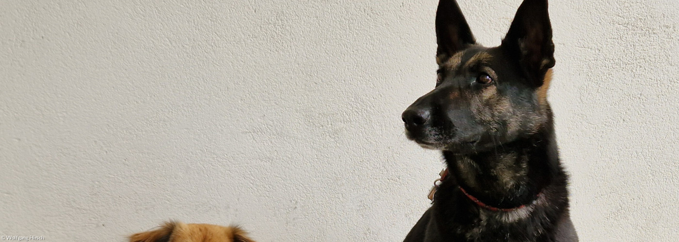 Zwei Hunde