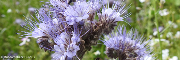 Biene auf blauer Blume 2