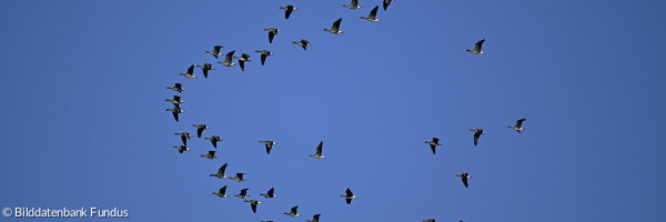 Zugvögel