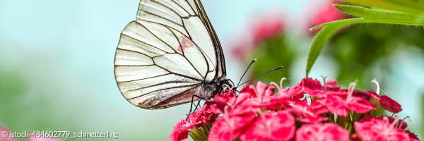 Weißer Schmetterling sitzt auf roter Blüte