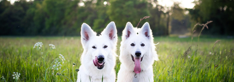 Zwei weiße Hunde sitzen im Gras