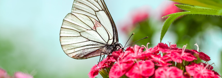 Weißer Schmetterling sitzt auf roter Blüte