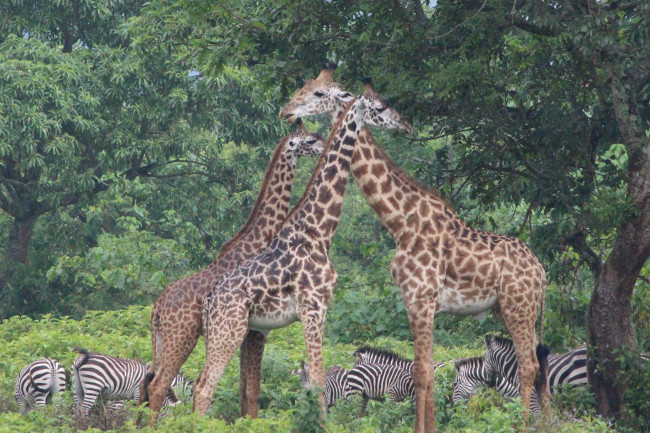 Giraffen im Nationalpark