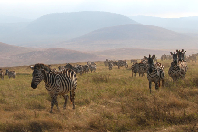 Ngorongoro Krater