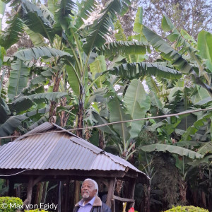 Besuch auf der Bananenplantage