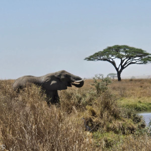 Elefant