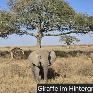 Elefant und Giraffe
