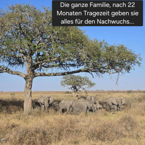 Elefantenherde