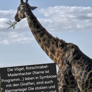 Giraffe