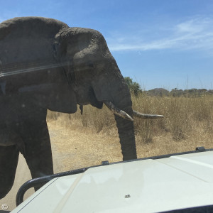 Elefant voraus