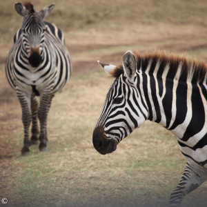 Zebras