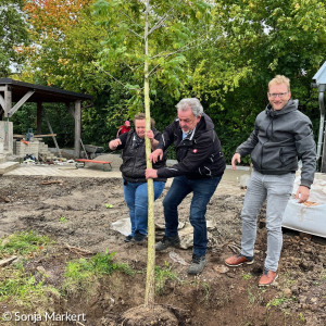 Der Baum kommt ins Loch unter den geübten Händen von Hermann Schuch