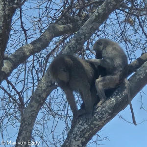 Auf Safari entdeckten wir Affen auf einem Baum