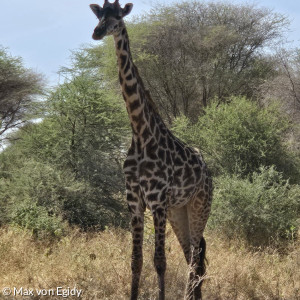 Eine einzelne Giraffe zum Greifen nah