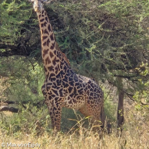 Nochmal eine Giraffe