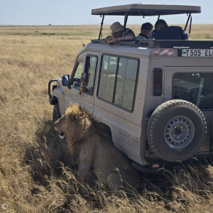 Löwe streift Jeep