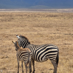 Zebras